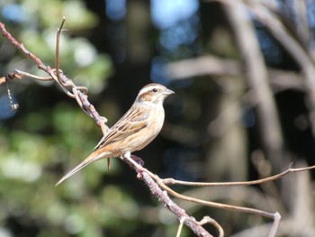 Sun, 3/14/2021 Birding report at 横浜自然観察の森