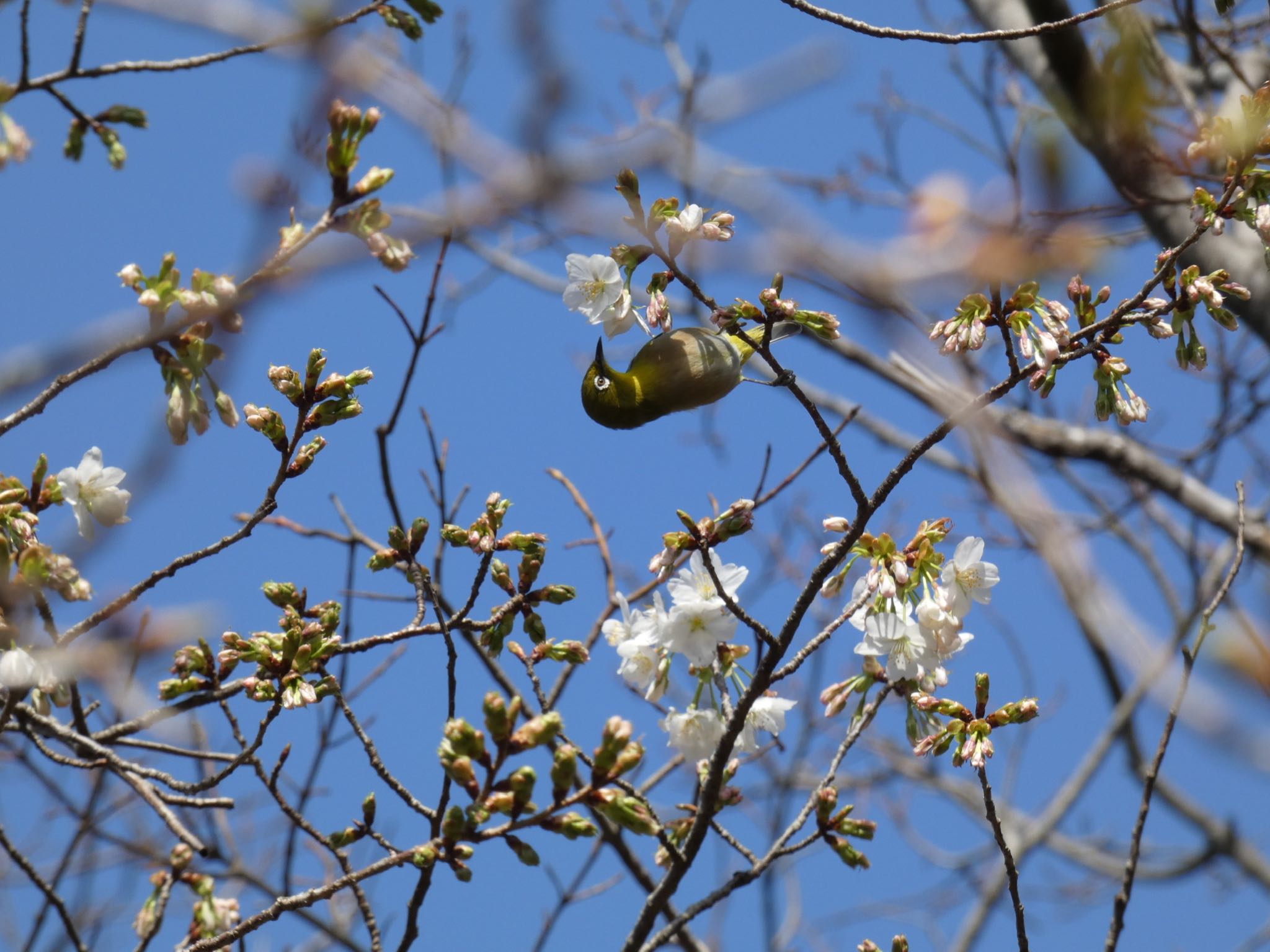 Photo of Warbling White-eye at 横浜自然観察の森 by yoshikichi