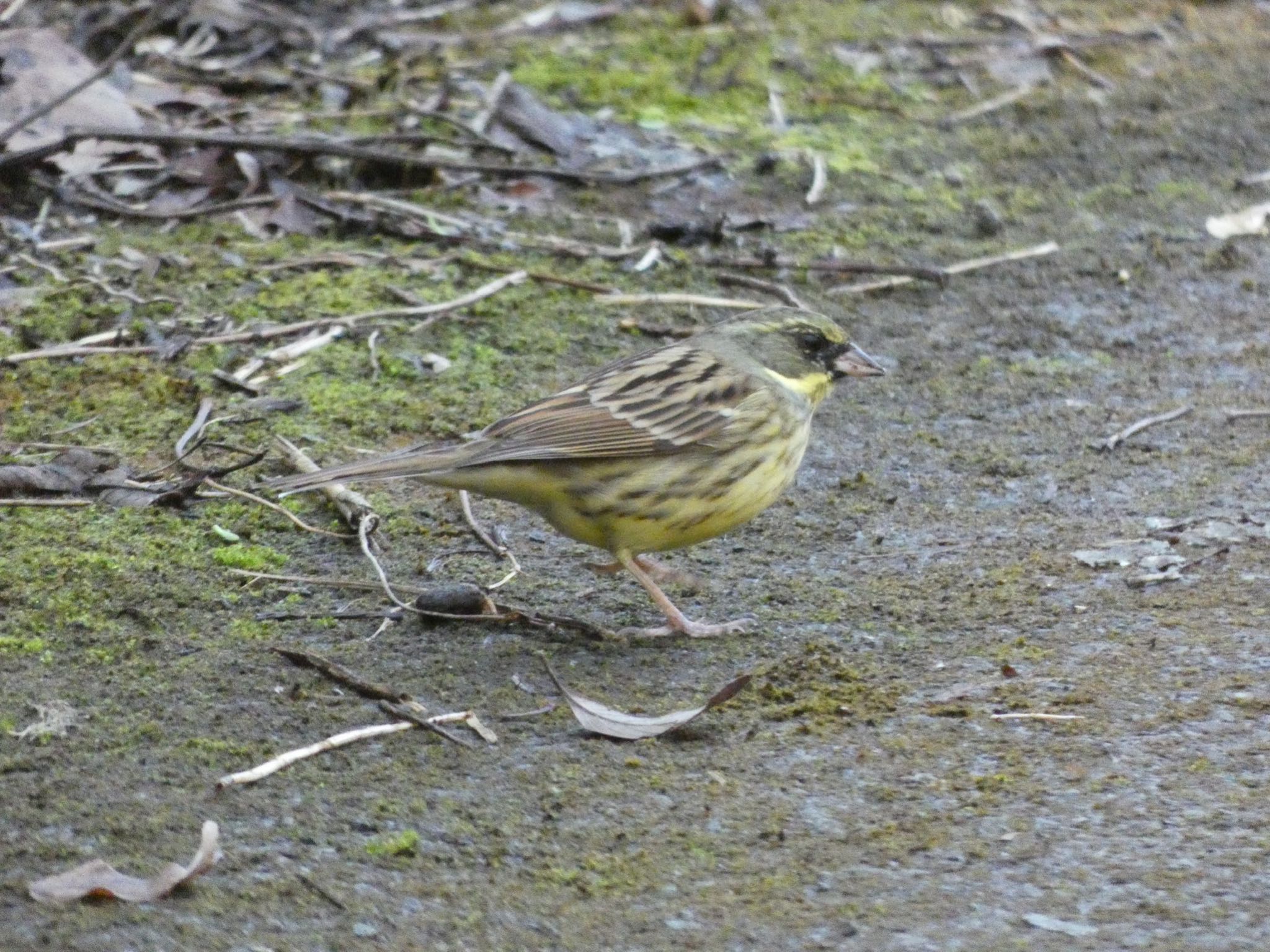 Photo of Masked Bunting at 横浜自然観察の森 by yoshikichi