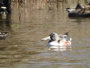 ハシビロガモ 新横浜公園 2021年3月14日(日)