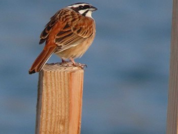 Meadow Bunting 岡山旭川 Sun, 3/14/2021