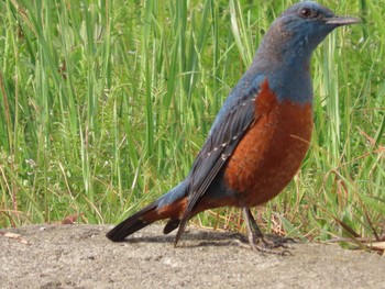 Blue Rock Thrush 岡山百間川 Sun, 3/14/2021