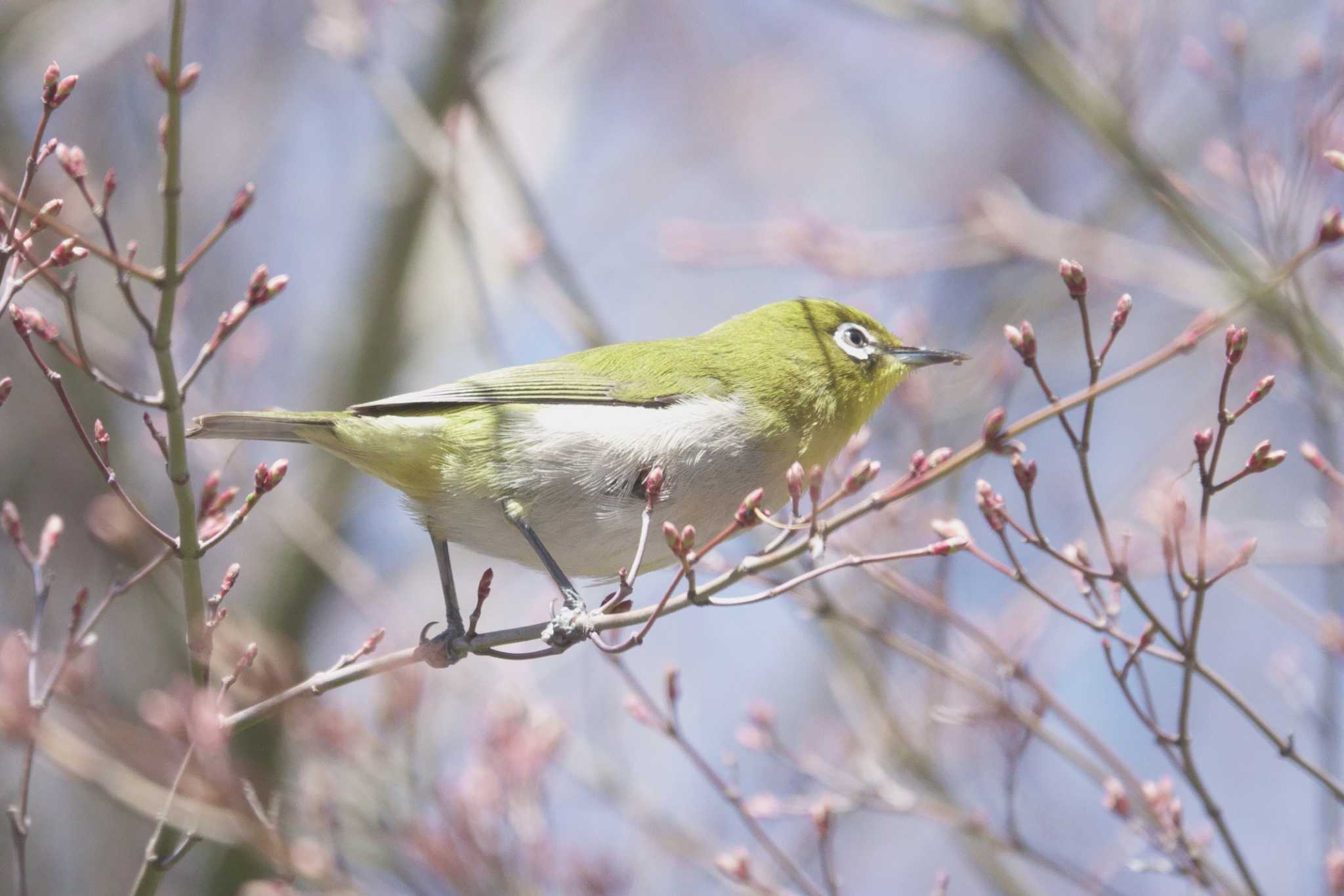 四季の森公園(横浜市緑区) メジロの写真 by yasuo momoko