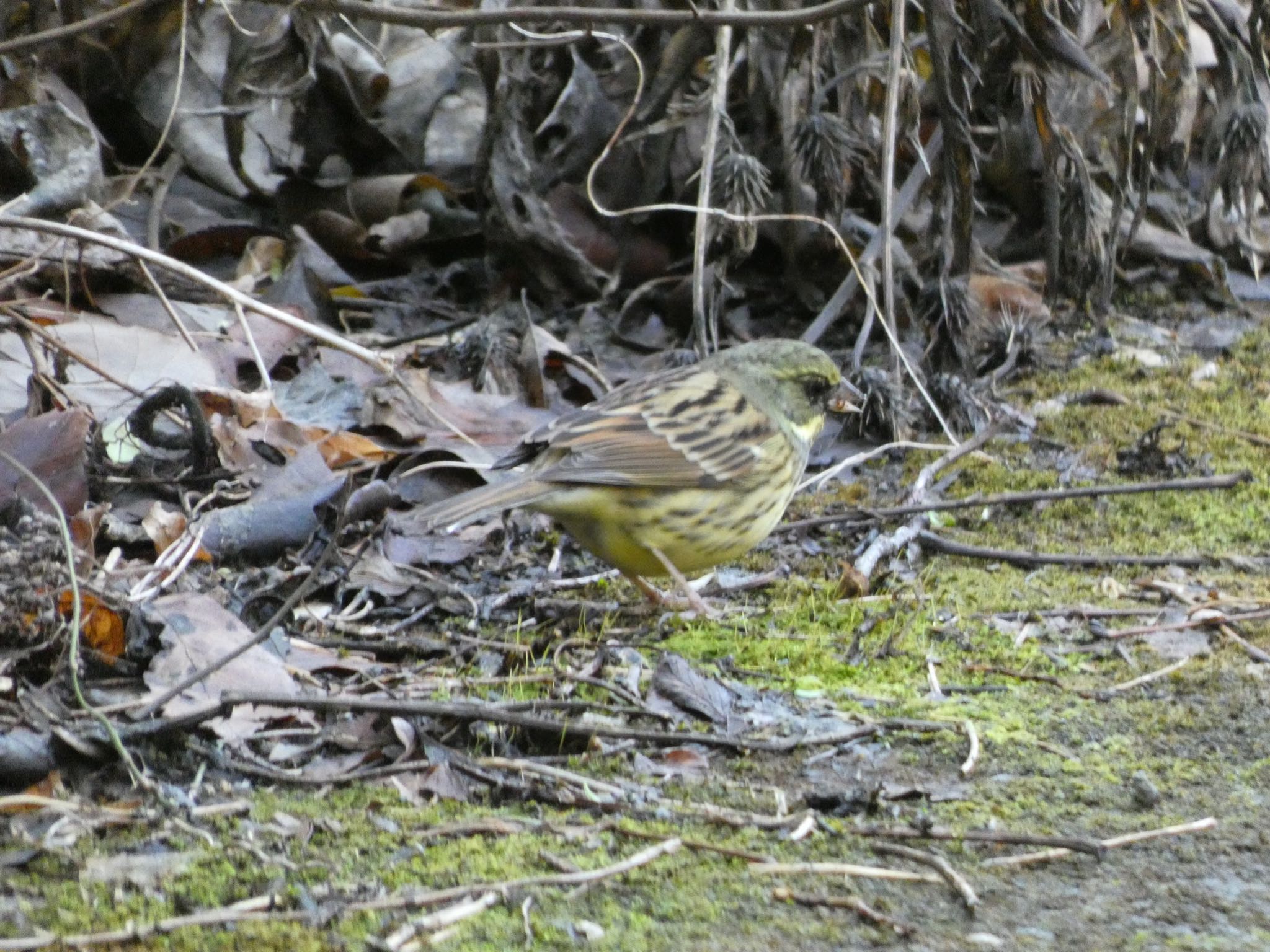 Masked Bunting