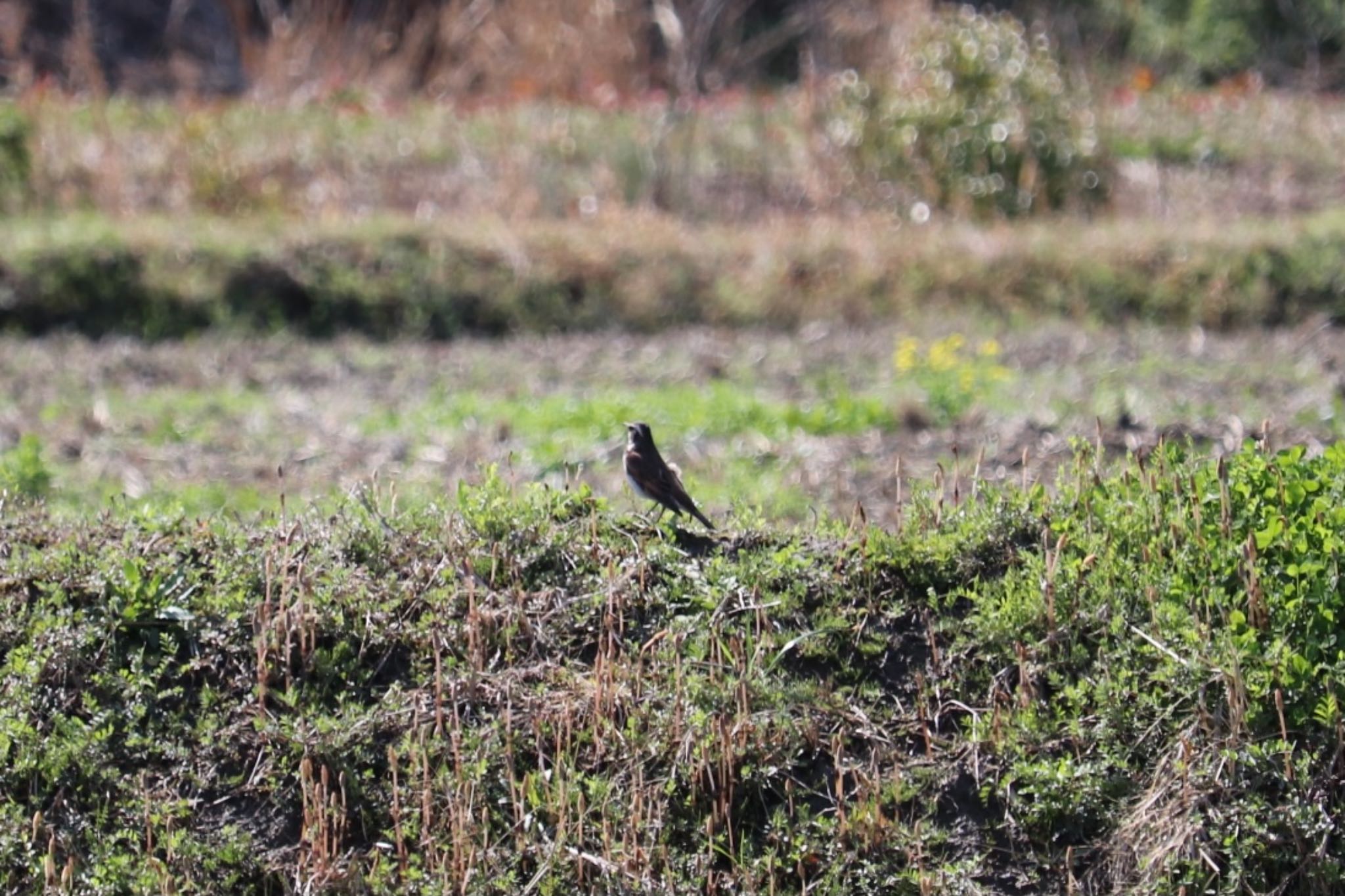 Dusky Thrush