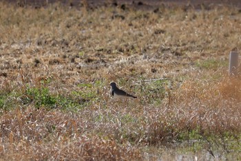 ケリ 浮島ヶ原自然公園 2021年3月14日(日)