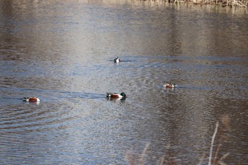 ハシビロガモ 浮島ヶ原自然公園 2021年3月14日(日)