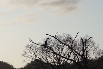 Great Cormorant 七釜(兵庫県) Sun, 3/14/2021