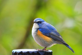 Red-flanked Bluetail Unknown Spots Sun, 3/14/2021