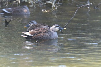 カルガモ 滋賀県希望が丘文化公園 2021年3月14日(日)