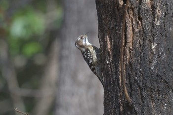 コゲラ 滋賀県希望が丘文化公園 2021年3月14日(日)