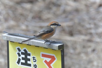 モズ 滋賀県希望が丘文化公園 2021年3月14日(日)