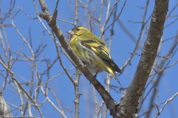 マヒワ 滋賀県希望が丘文化公園 2021年3月14日(日)