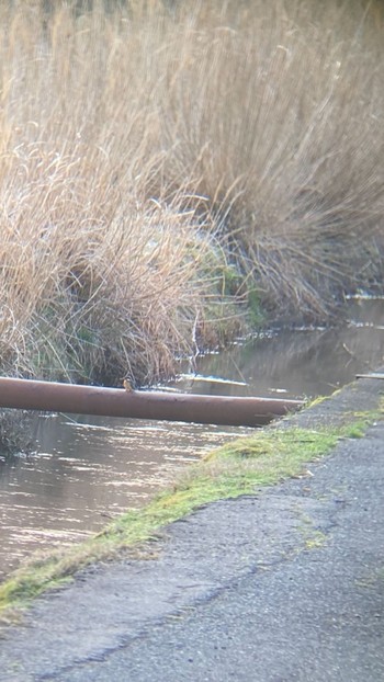 Common Kingfisher 七釜(兵庫県) Sun, 3/14/2021