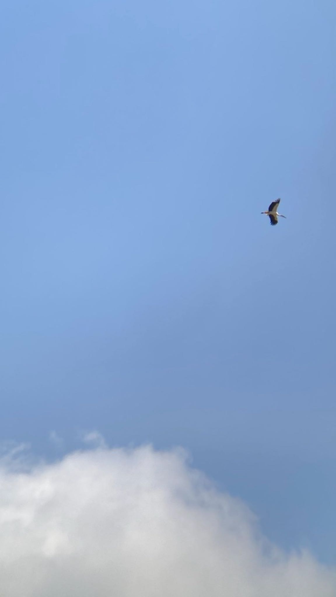 Oriental Stork