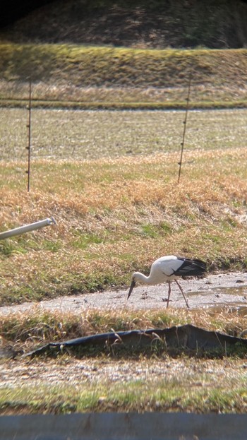 コウノトリ 七釜(兵庫県) 2021年3月14日(日)