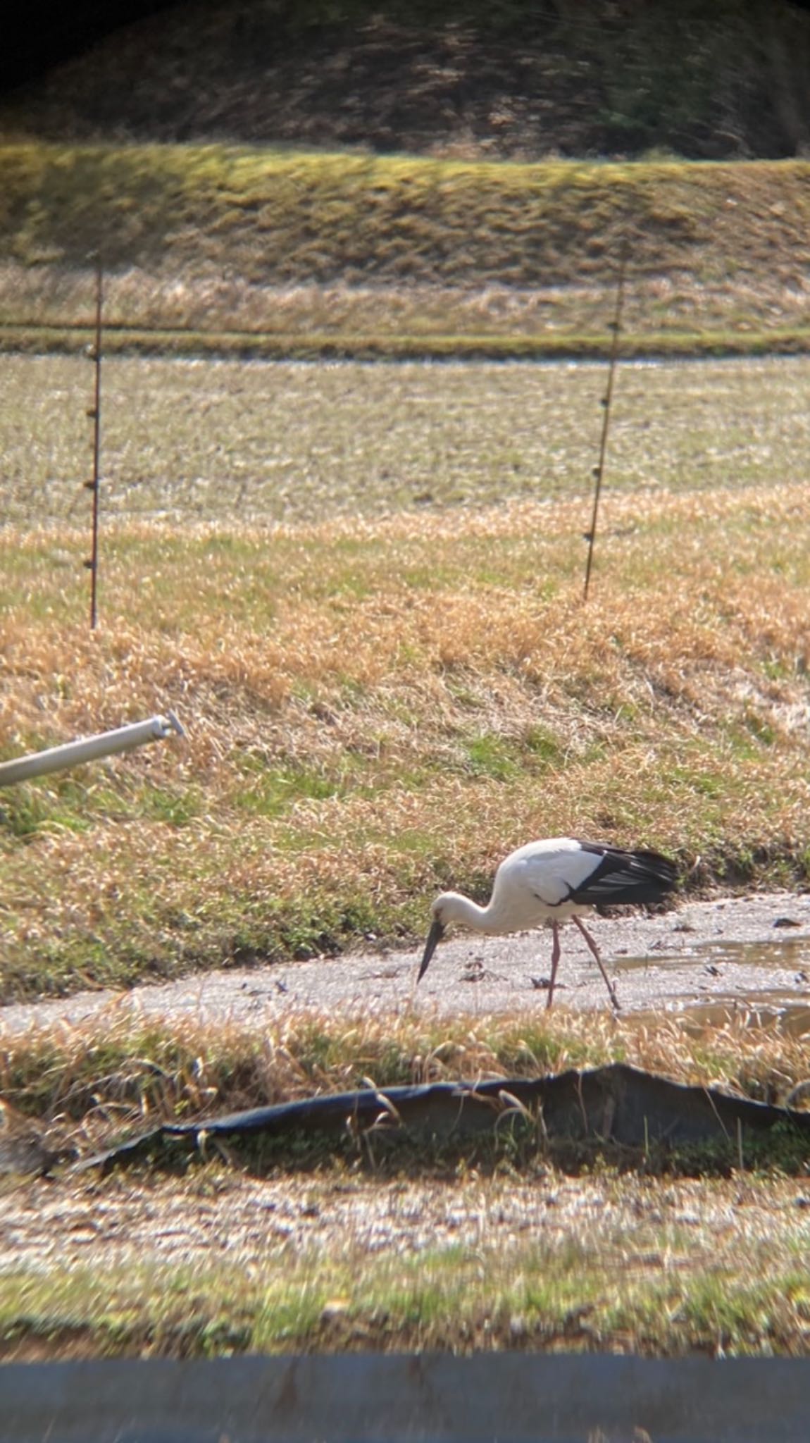 Oriental Stork