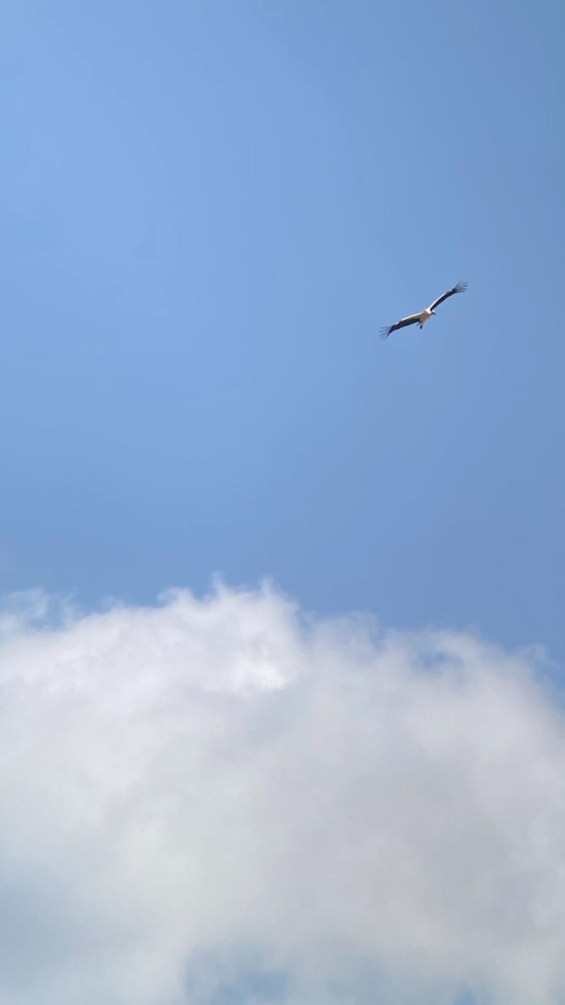 Photo of Oriental Stork at 七釜(兵庫県) by woze.