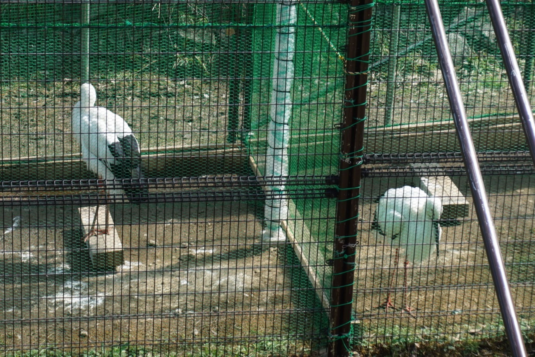 七釜(兵庫県) コウノトリの写真 by woze.