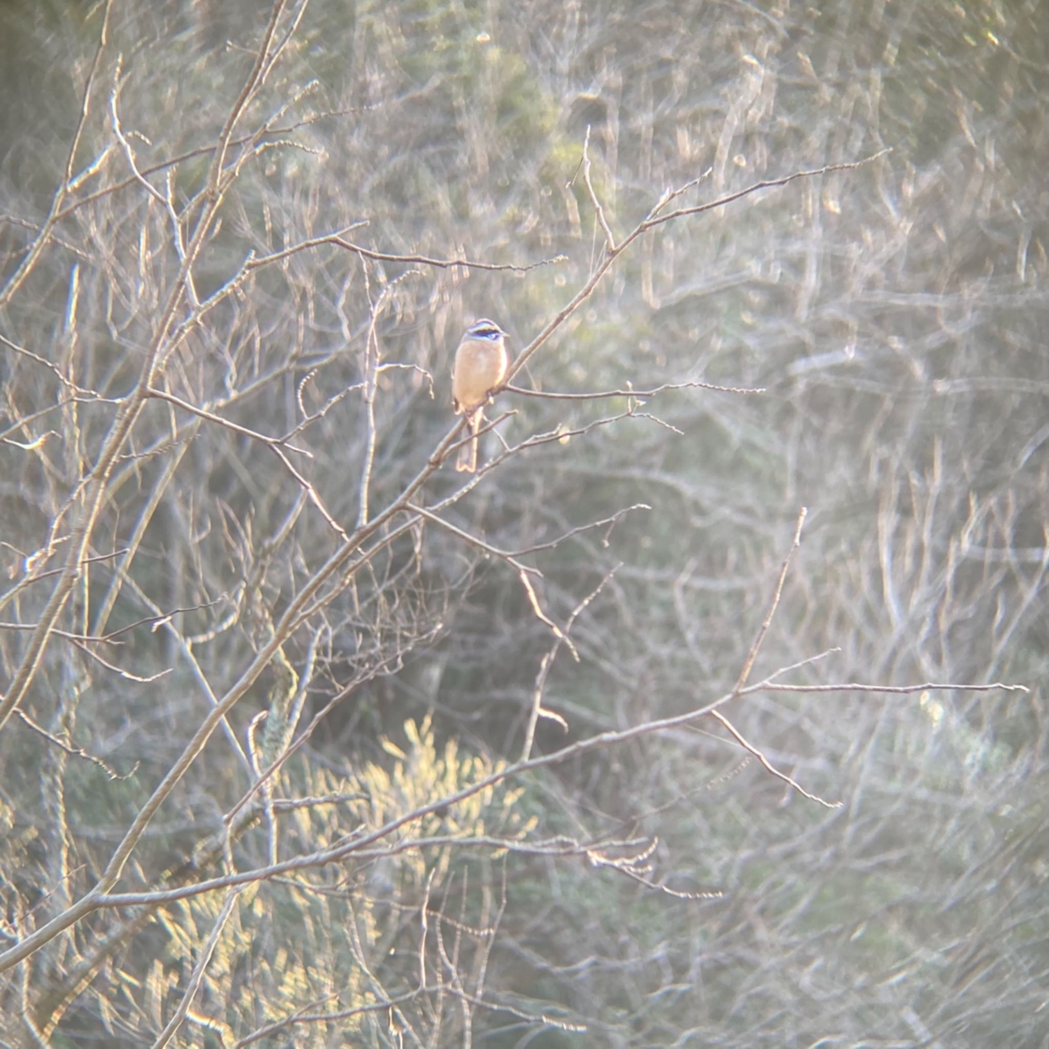 Meadow Bunting