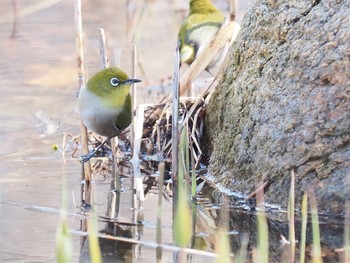 メジロ 兵庫県立尼崎の森 2021年3月14日(日)