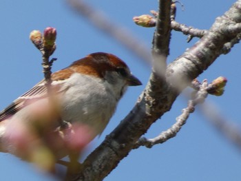 Russet Sparrow 川辺 Sun, 3/14/2021
