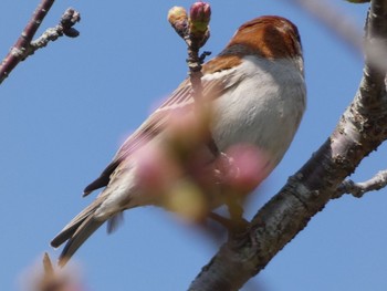 Russet Sparrow 川辺 Sun, 3/14/2021