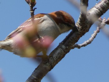 ニュウナイスズメ 川辺 2021年3月14日(日)