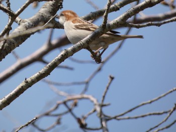 Russet Sparrow 川辺 Sun, 3/14/2021