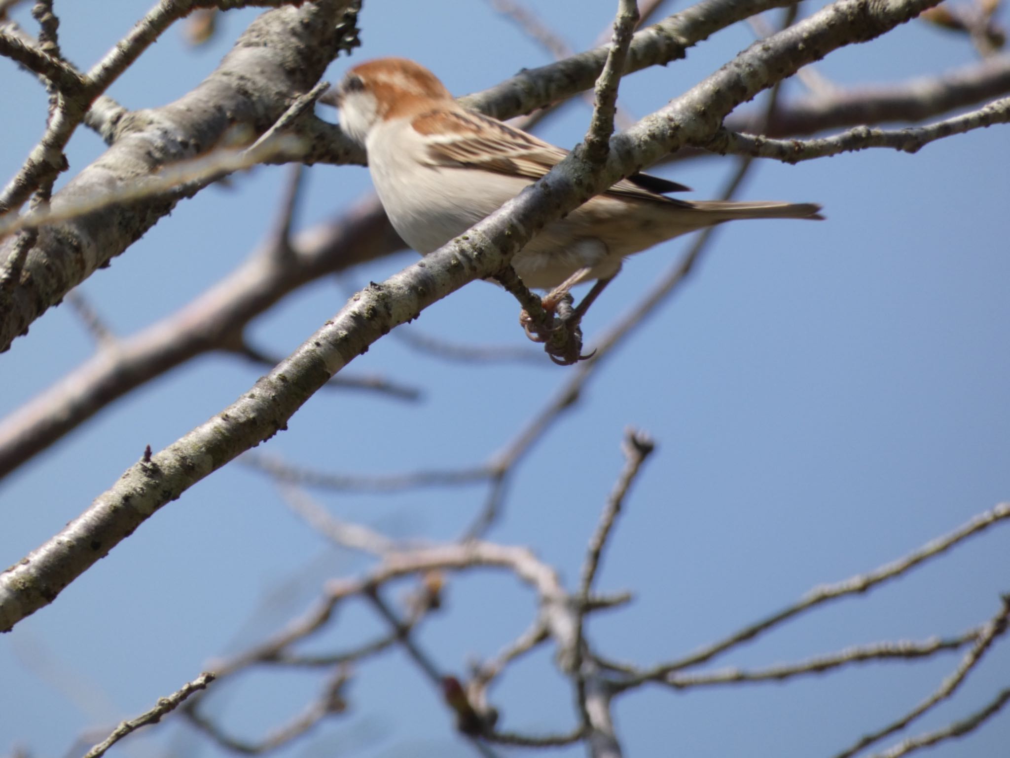 Russet Sparrow