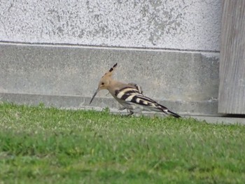 Eurasian Hoopoe 笠沙 Sat, 3/13/2021