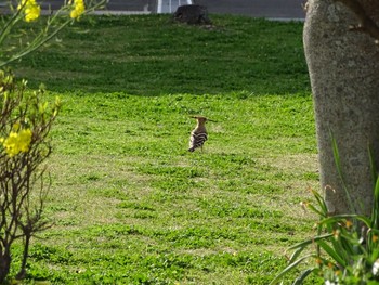 Eurasian Hoopoe 笠沙 Sat, 3/13/2021