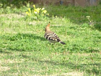 Eurasian Hoopoe 笠沙 Sat, 3/13/2021