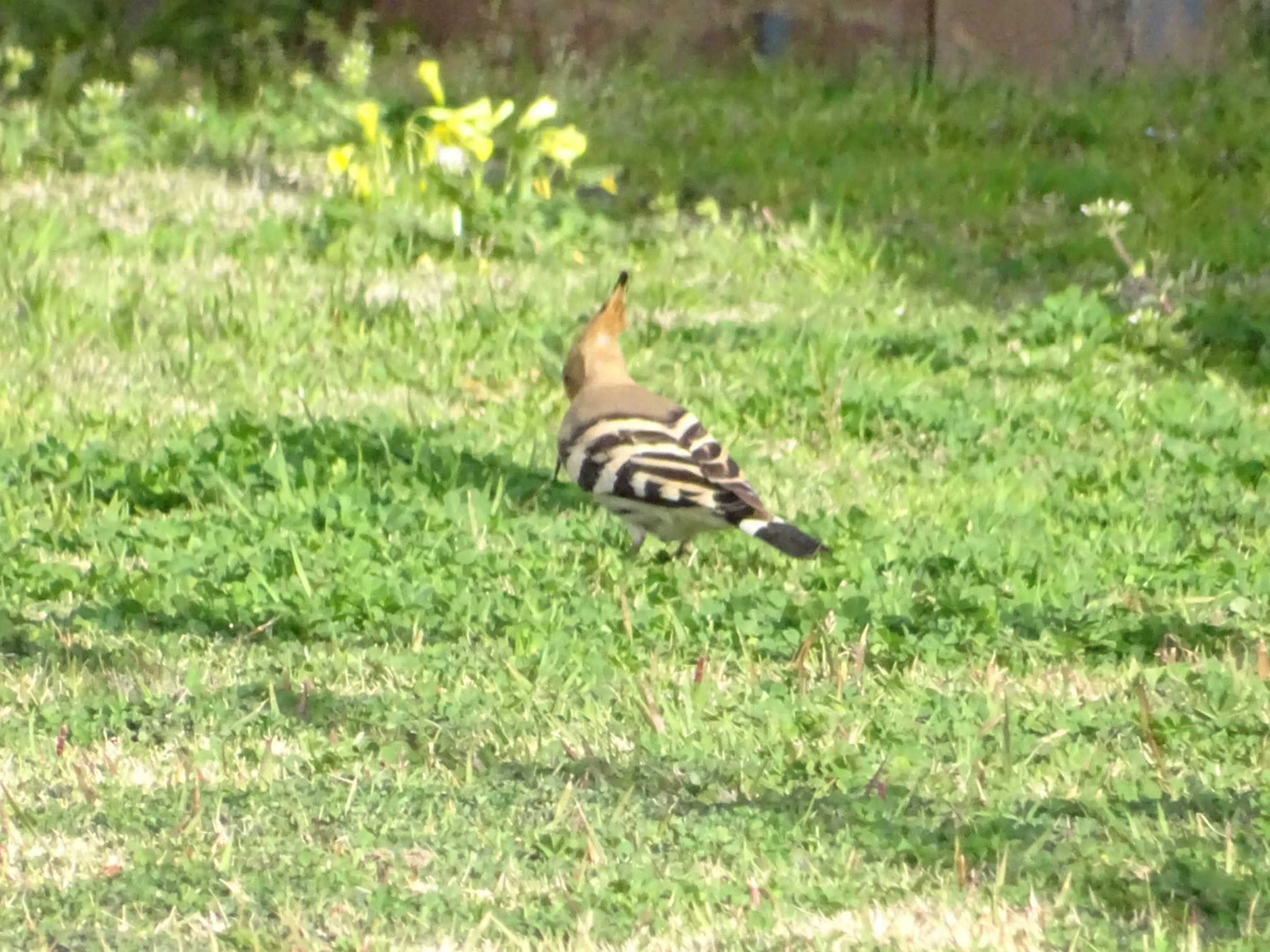 Eurasian Hoopoe