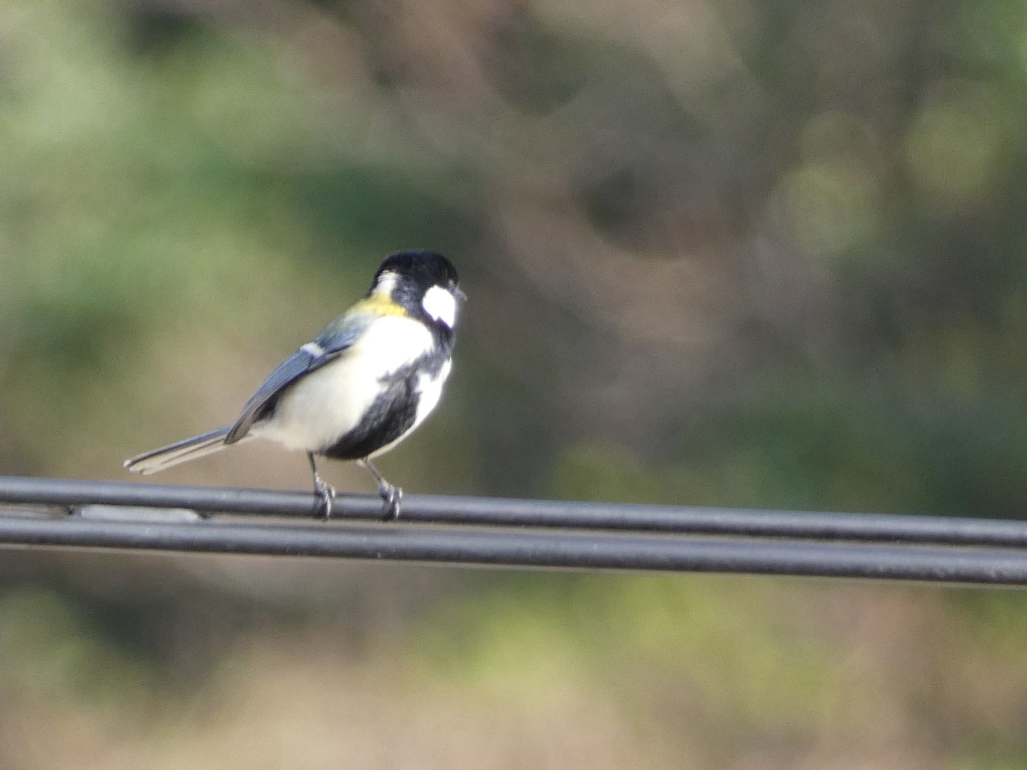 Japanese Tit