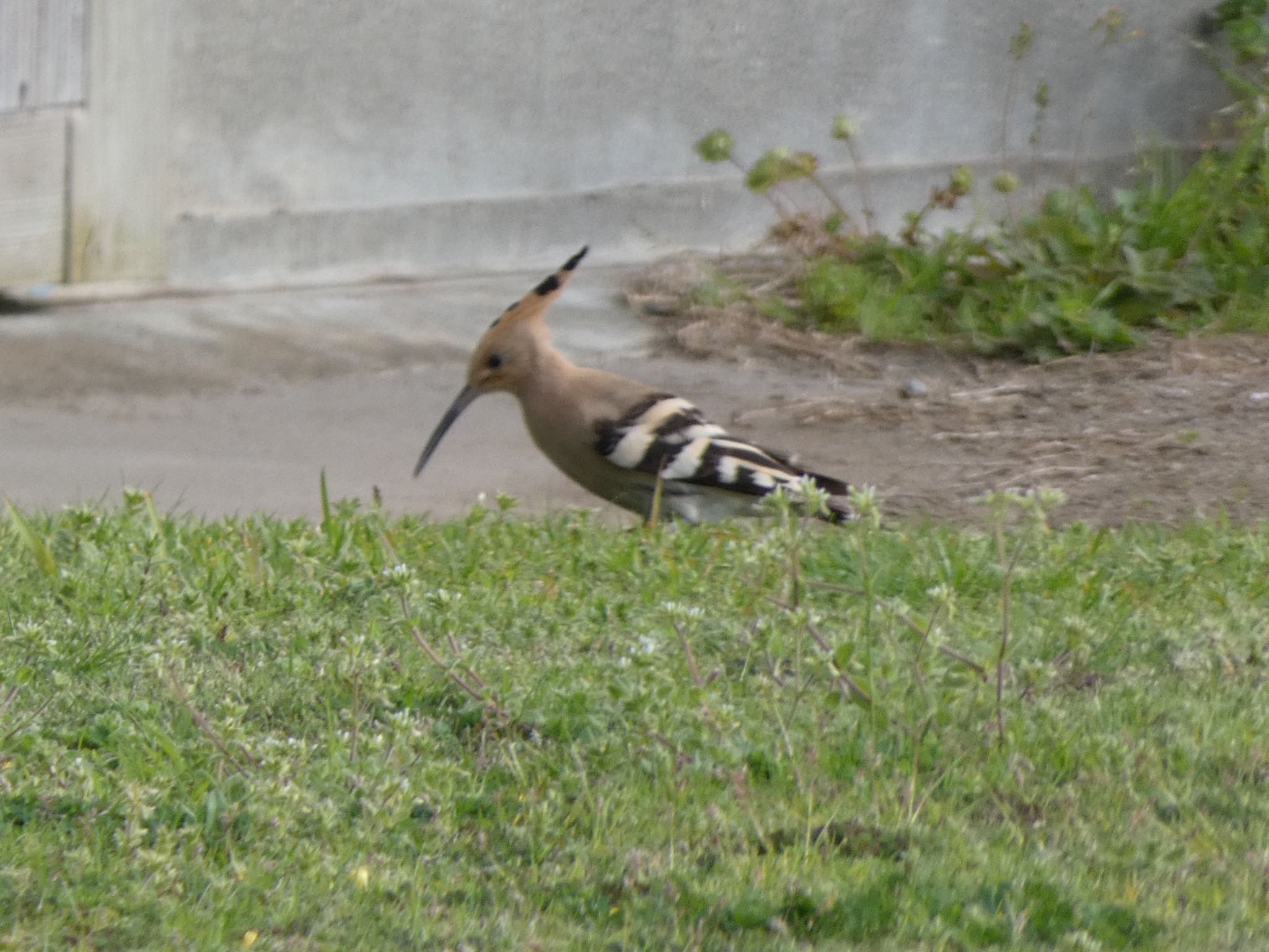 Photo of Eurasian Hoopoe at 笠沙 by  nyaonyao