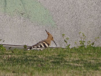 Eurasian Hoopoe 笠沙 Sat, 3/13/2021