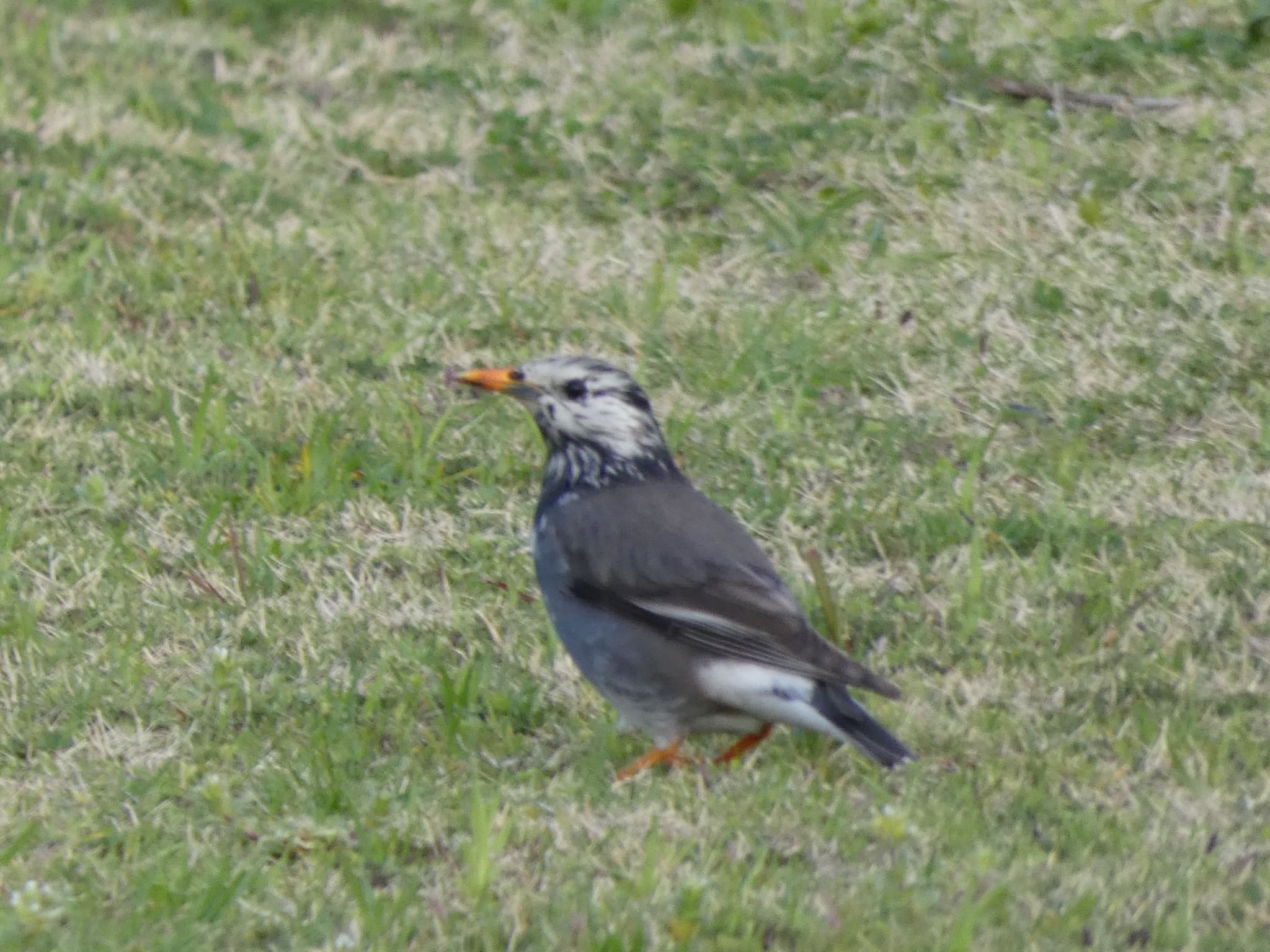 White-cheeked Starling