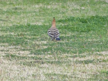 Eurasian Hoopoe 笠沙 Sat, 3/13/2021