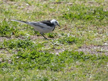 White Wagtail(leucopsis) 笠沙 Sat, 3/13/2021