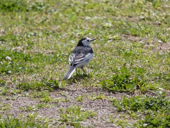 White Wagtail(leucopsis) 笠沙 Sat, 3/13/2021