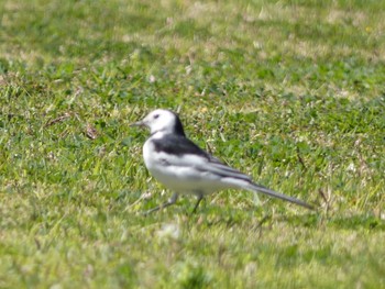 White Wagtail(leucopsis) 笠沙 Sat, 3/13/2021