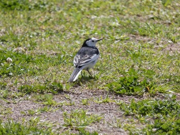 White Wagtail(leucopsis) 笠沙 Sat, 3/13/2021