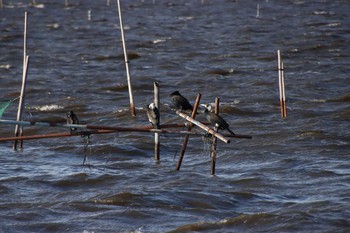 Sun, 3/14/2021 Birding report at 牛久沼水辺公園