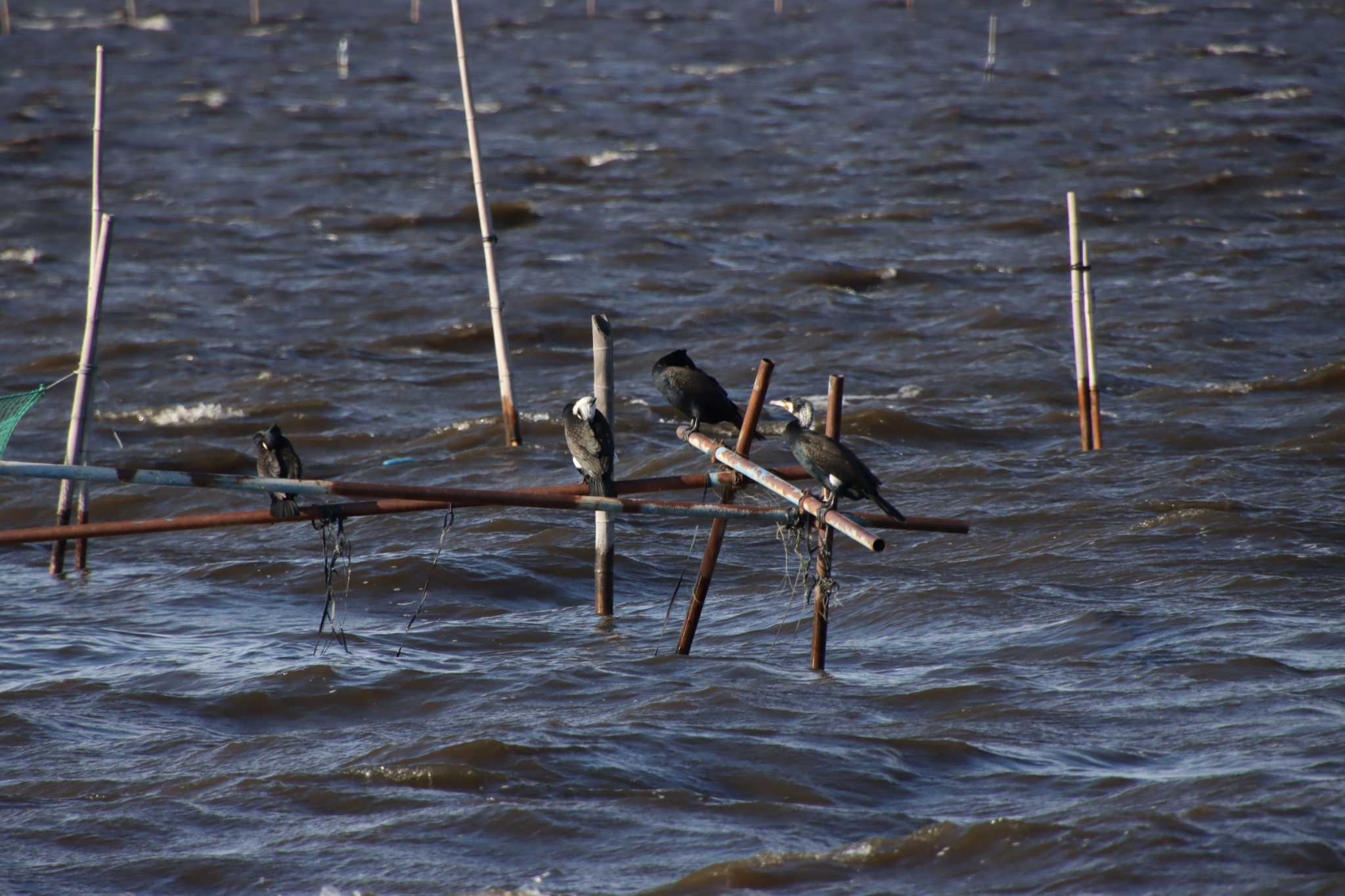 Great Cormorant