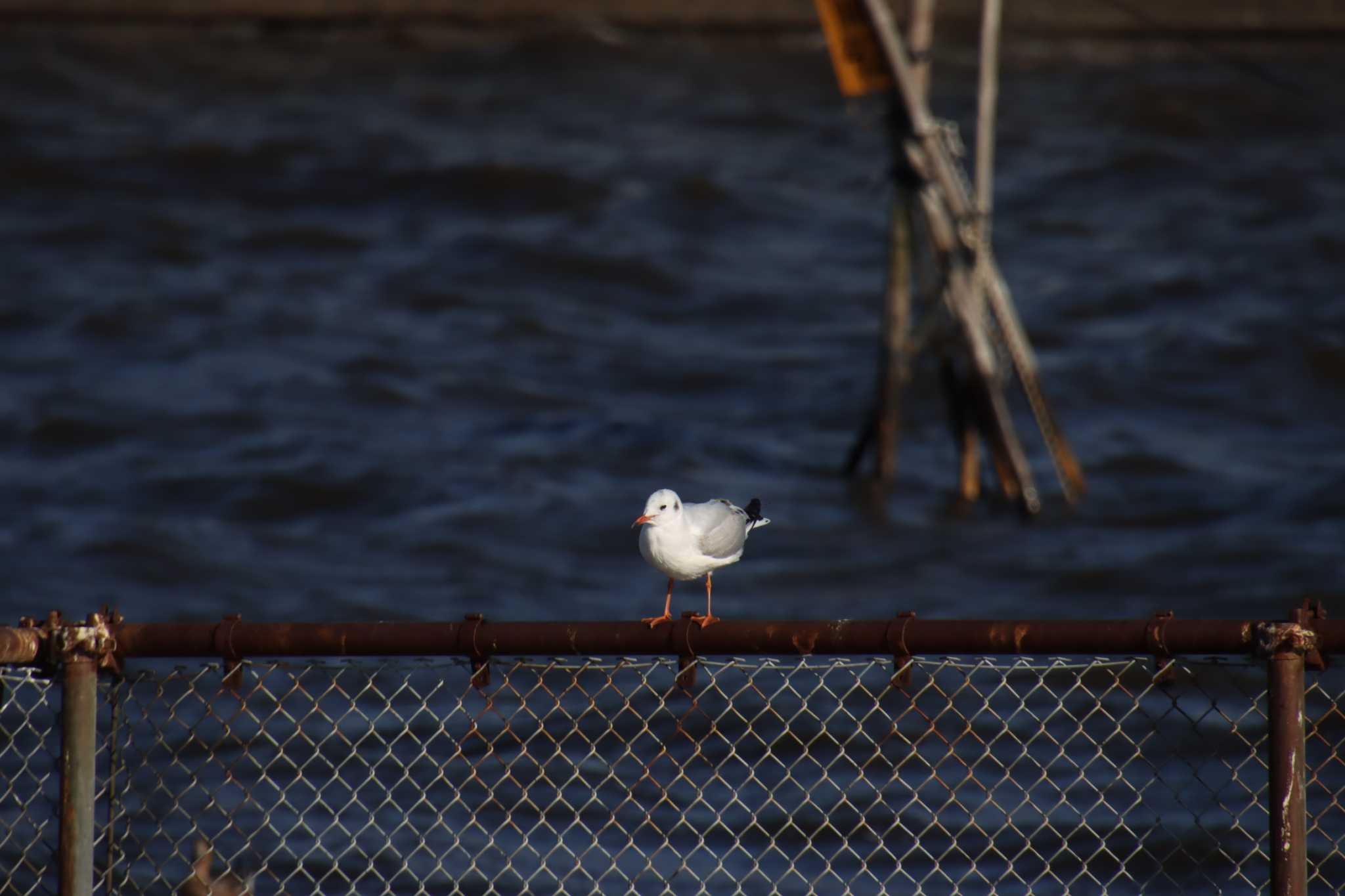 Black-headed Gull