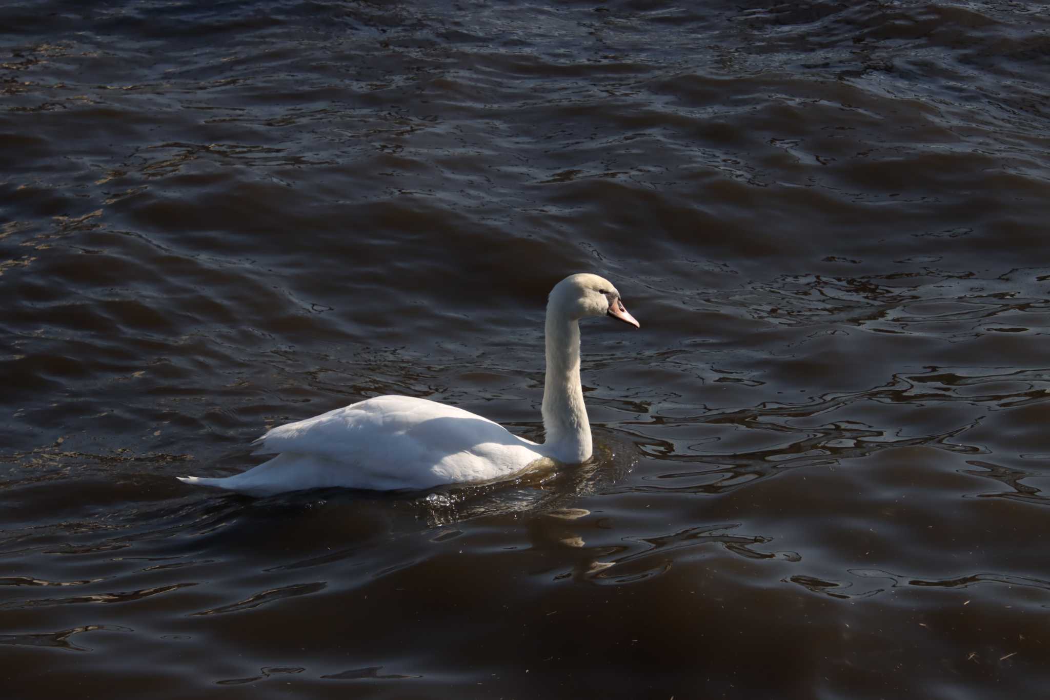 Photo of Mute Swan at 牛久沼水辺公園 by hirano