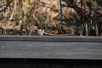Eurasian Tree Sparrow 牛久沼水辺公園 Sun, 3/14/2021