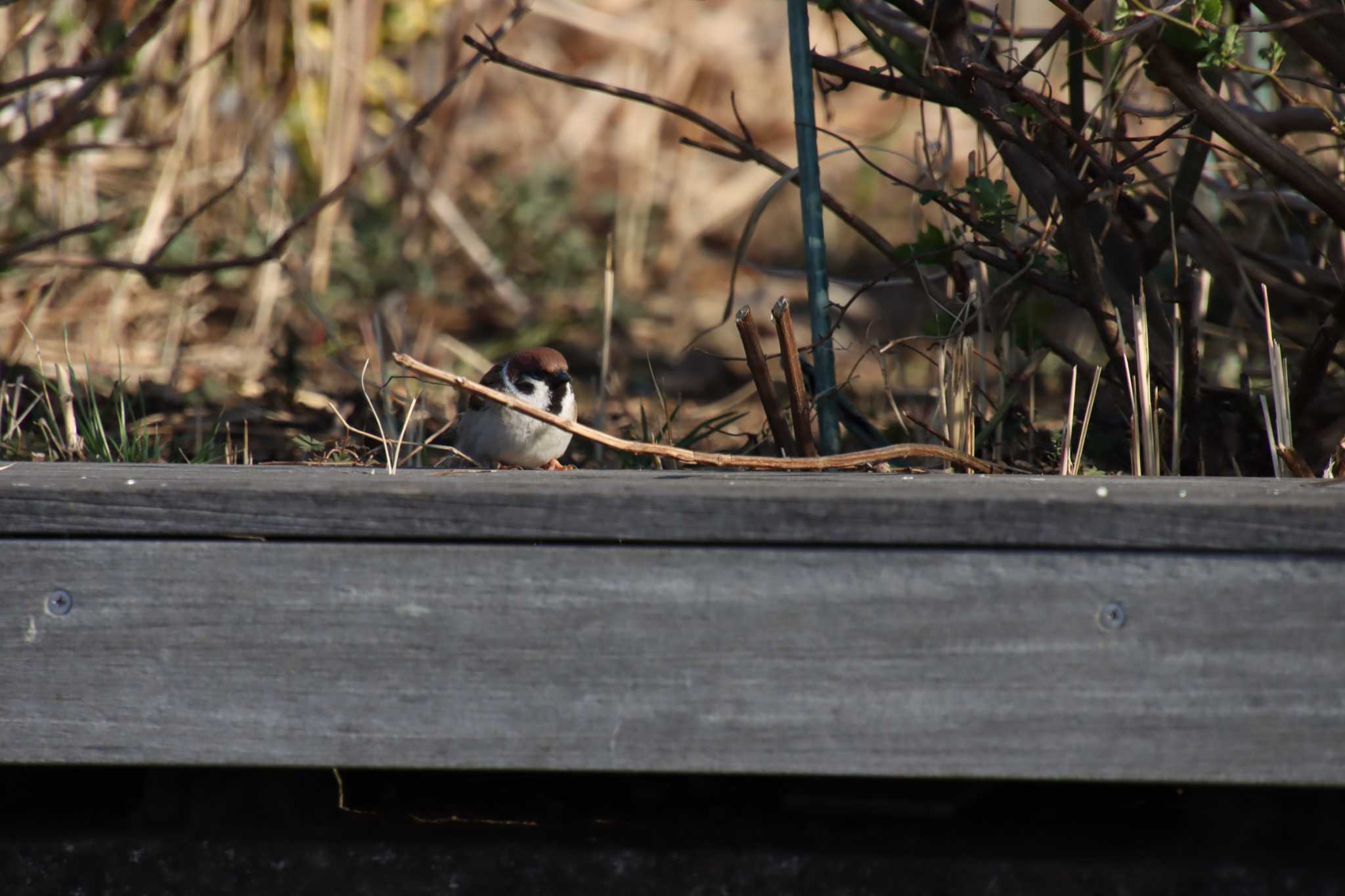 Eurasian Tree Sparrow