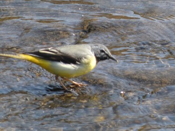 Grey Wagtail 川辺 Sun, 3/14/2021